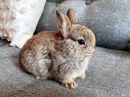 a Baby Bunny Need