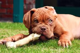  French Mastiff Puppies