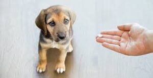 Puppy Be to Receive Worming Treatment