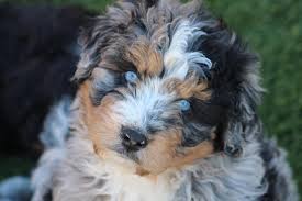 Miniature Aussiedoodle Teacups Grow