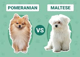 Pomeranian Maltese Cost