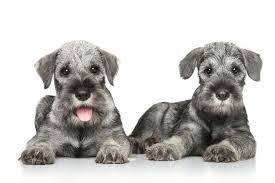 Standard Schnauzer Puppies 