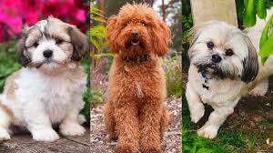 teddy bear dogs