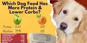 Protein Dog Food 