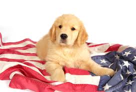 Pet Dogs in the USA