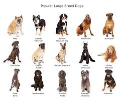 Pet Dogs in the USA