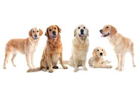 Popular Dog Breeds