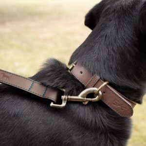 dog neck belt