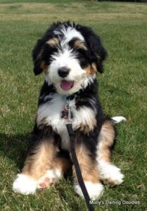 Bernedoodle Puppies