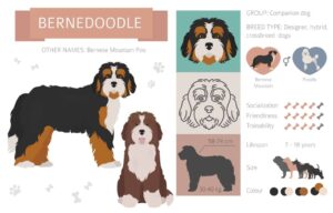 Bernedoodle Puppies