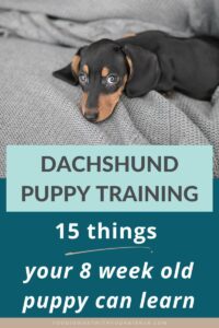 Training Your Dachshund Puppy