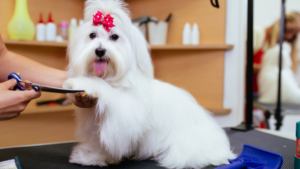 Grooming Essentials for a Healthier Pet