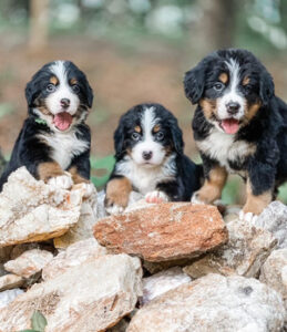 The Pleasure of Bringing Up a Bernese Mountain Dog.