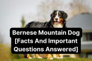 Health Considerations for Bernese Mountain Dog Puppies