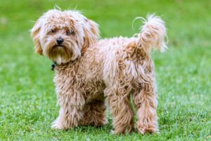 Cavapoo Personality