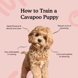 Training Your Cavapoo Puppy