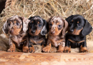 Cavapoo Puppies