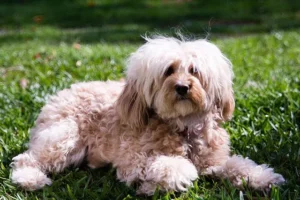  Cavapoo Puppies So Special