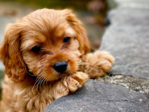 Cavapoo Puppies