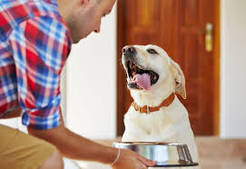 choose standard dog food