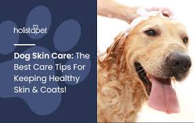 care for your dog's skin