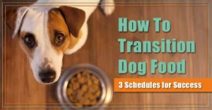 How to Transition to Health Extension Dog Food