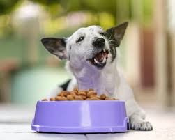 Calculate Calories in Dog Food