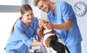 Choose Lorain All Pets Vet Care